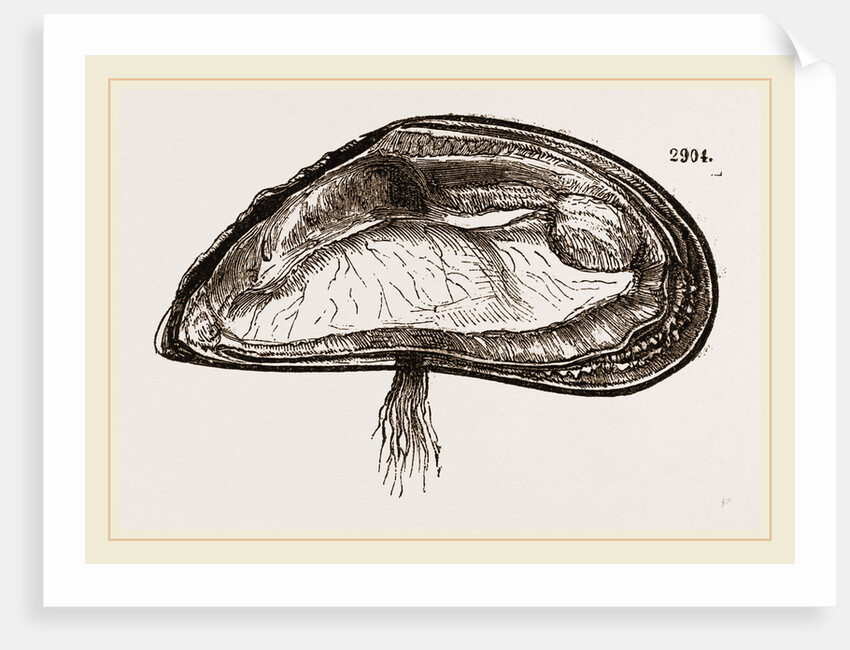 Mussel by Anonymous