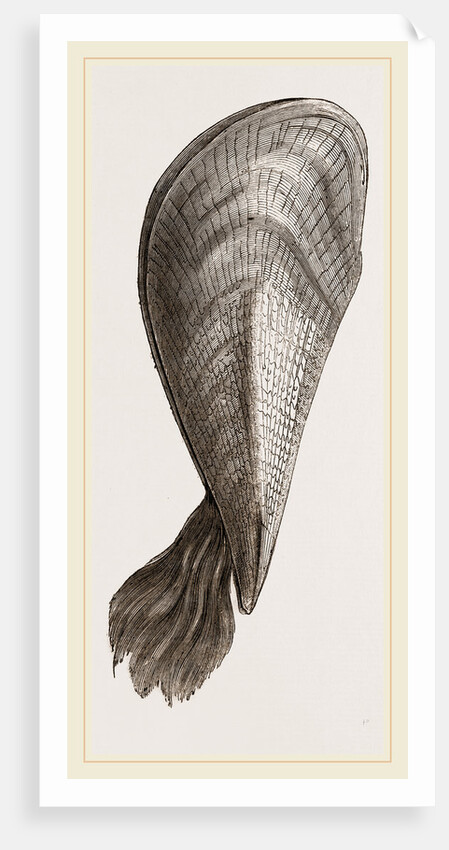Pinna flabellum by Anonymous