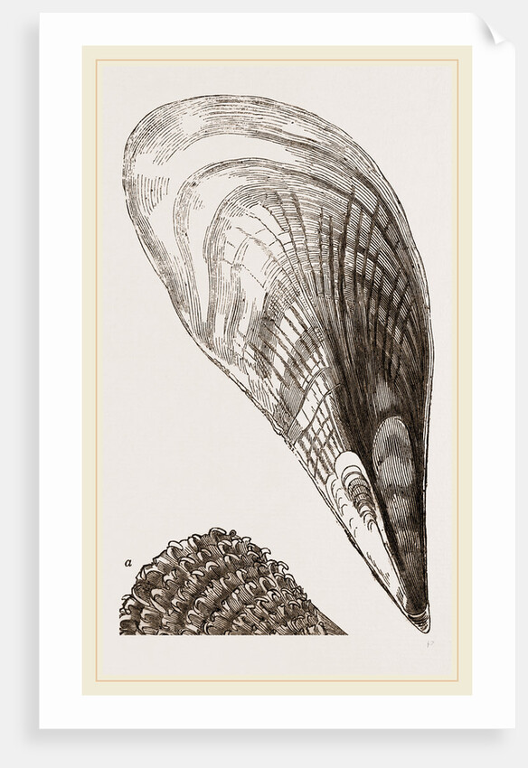 Pinna fabellum by Anonymous