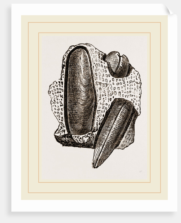 Finger Lithodomus by Anonymous