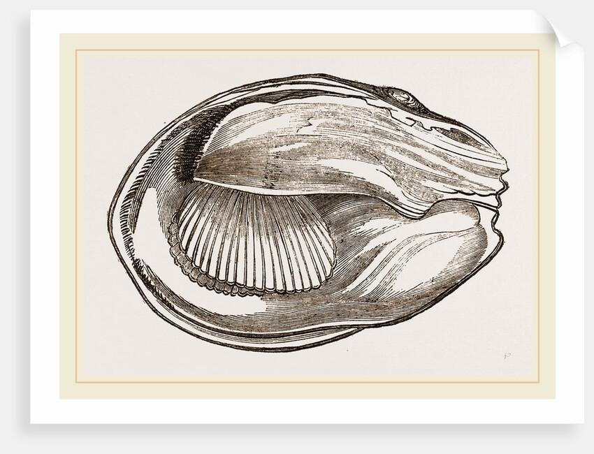 Unio cariosus by Anonymous