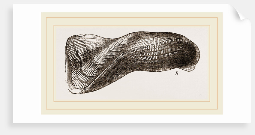 Tortuous Ark by Anonymous