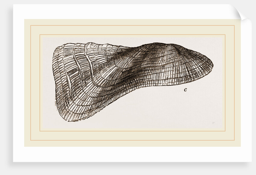 Tortuous Ark by Anonymous