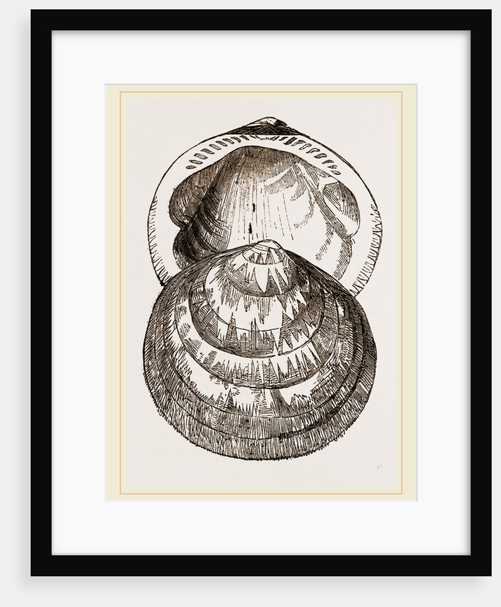 Hairy Pectunculus by Anonymous