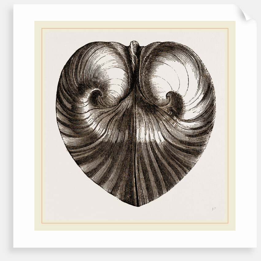 Heart Isocordia by Anonymous