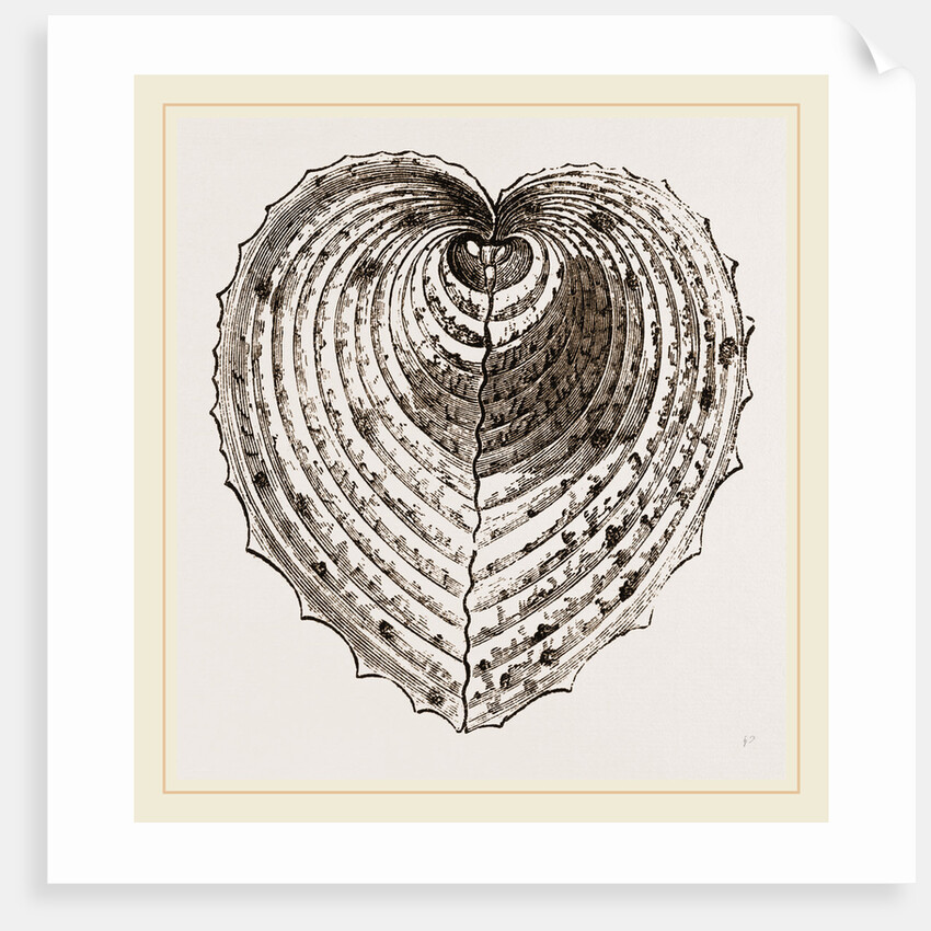 Cardium Cardissa by Anonymous