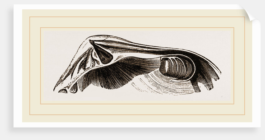 Common Crassatella by Anonymous
