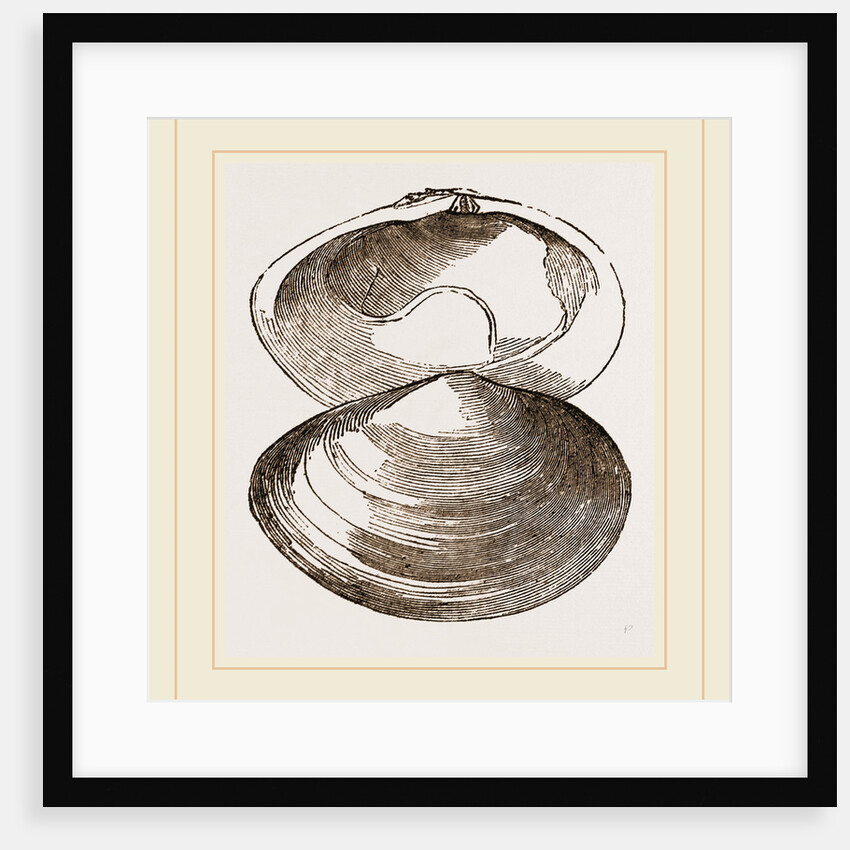 Roseate Sanguinolaria by Anonymous