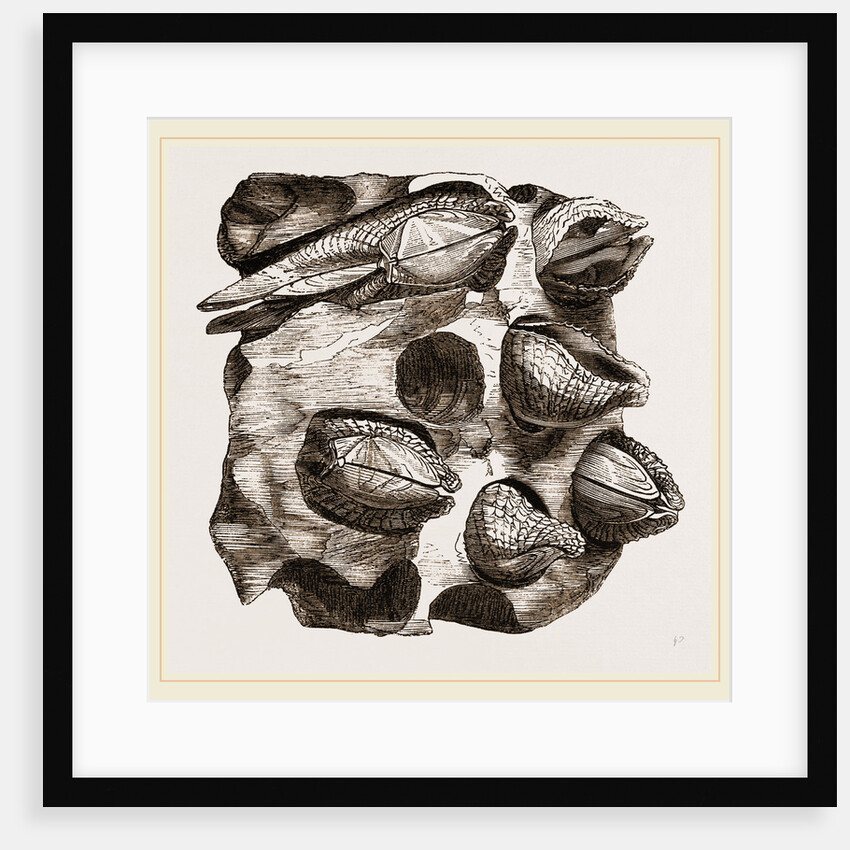 Pholas dactylus in stone by Anonymous