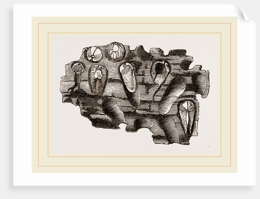 Pholas striatus in wood by Anonymous