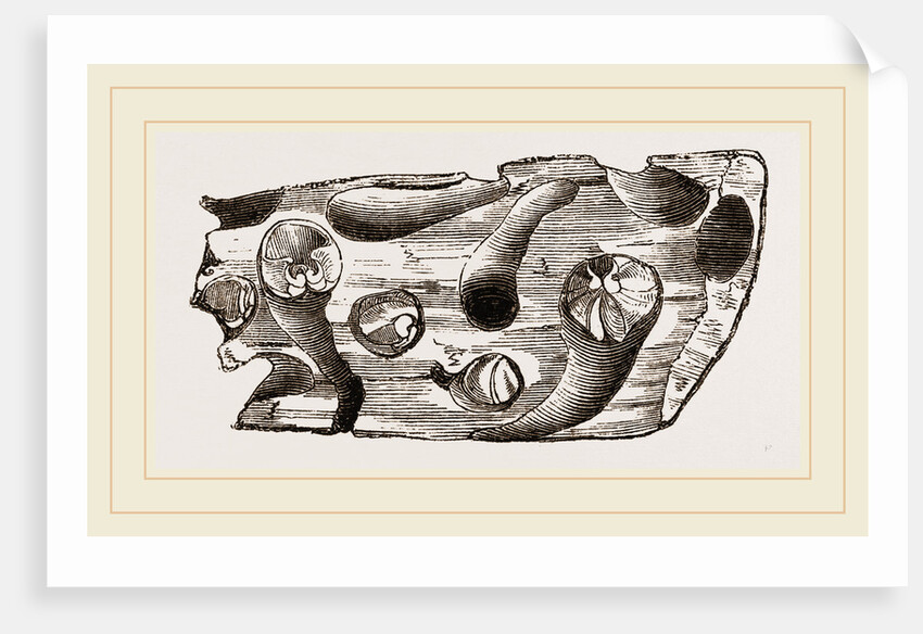Pholas dorsalis in wood by Anonymous