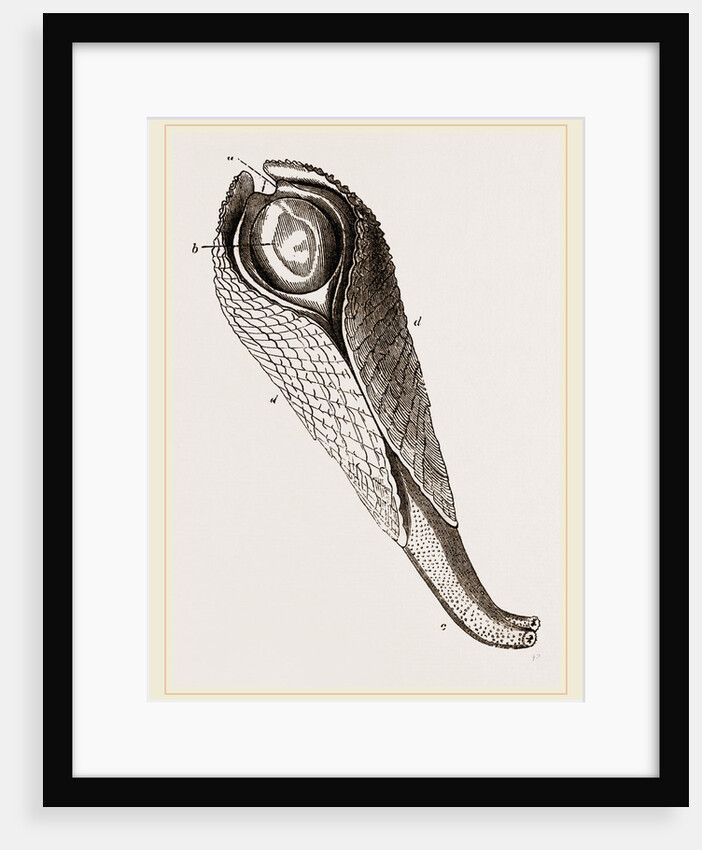Pholas dactylus by Anonymous