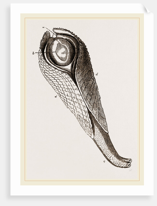 Pholas dactylus by Anonymous