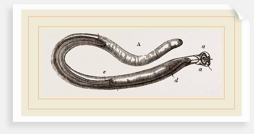 Teredo navalis by Anonymous