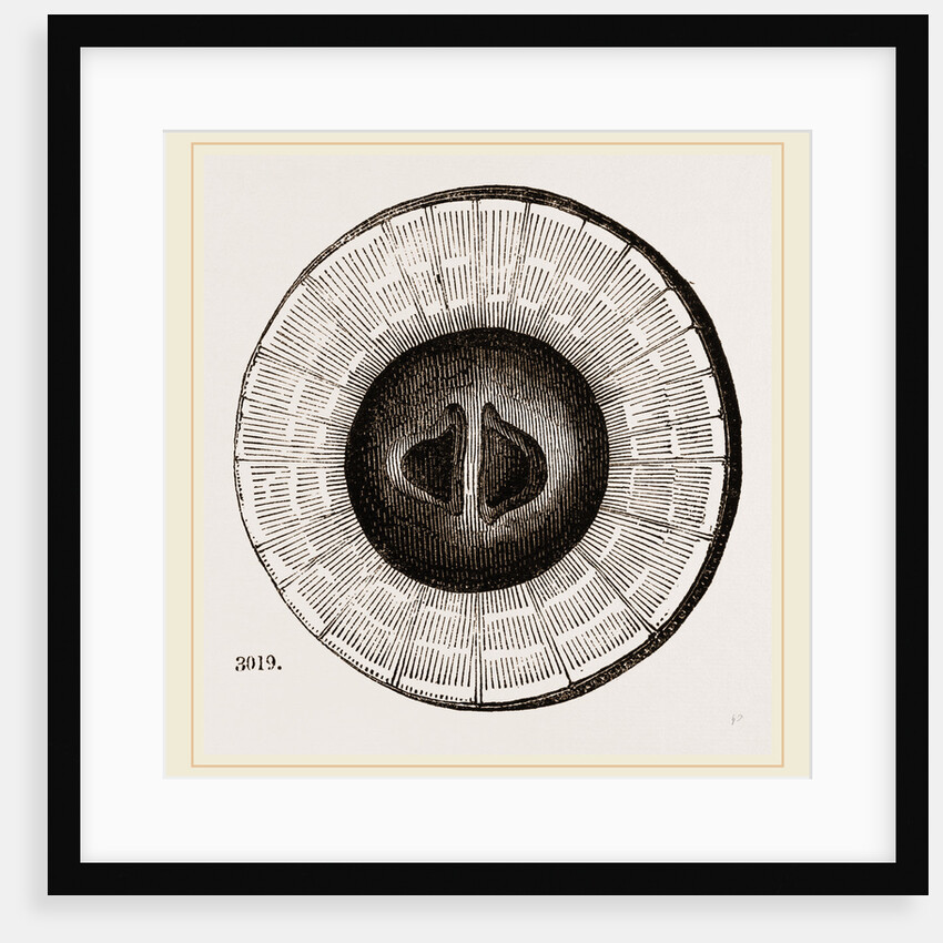 Transverse Sections of Shell Teredo gigantea by Anonymous