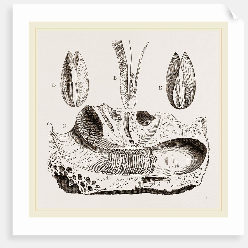 Gastrochaena by Anonymous