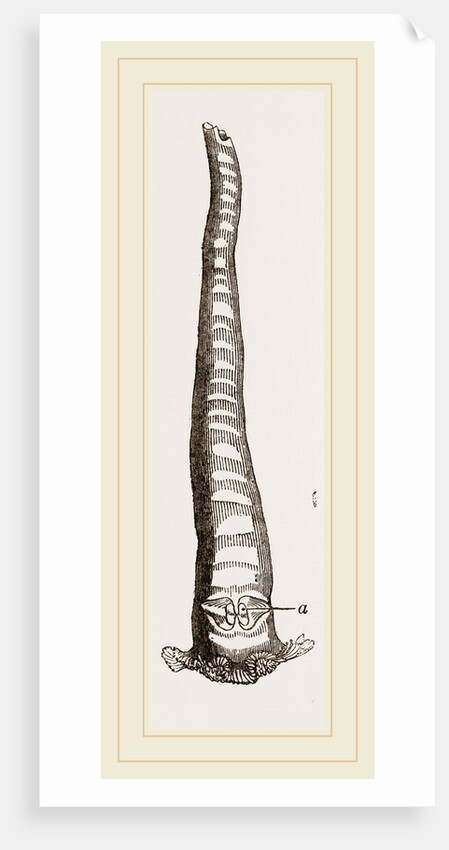 Javanese Aspergillum by Anonymous