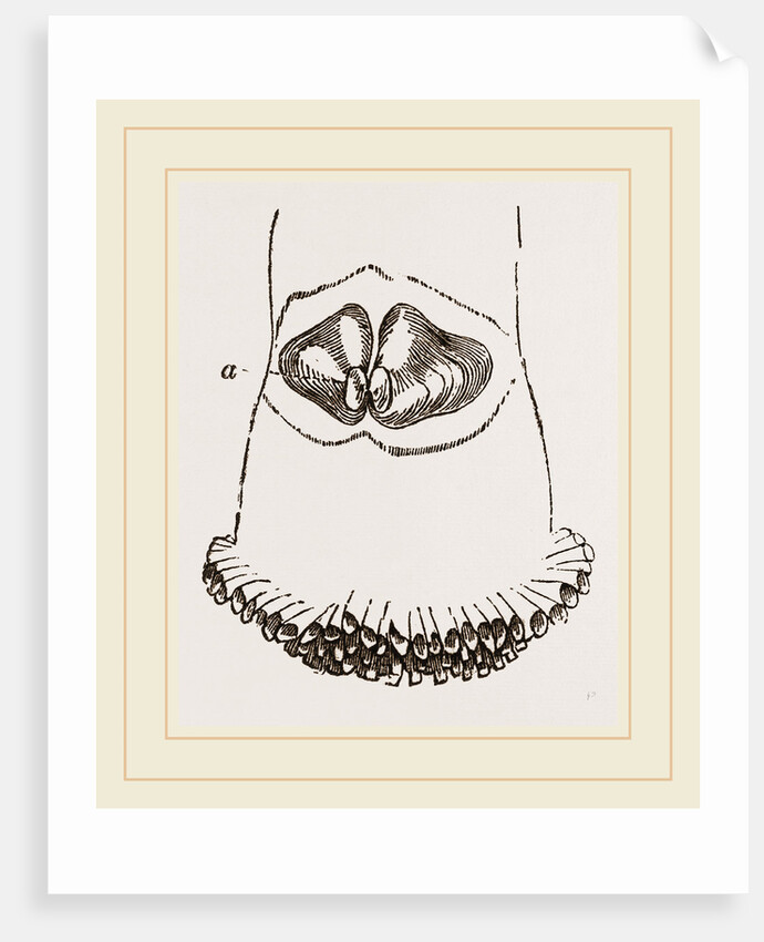 Aspergillum vaginiferum by Anonymous