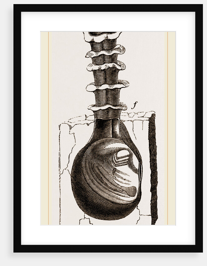 Clavagella aperta by Anonymous