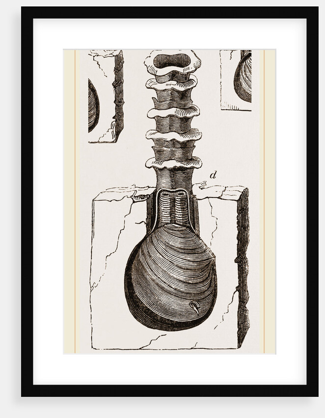 Clavagella aperta by Anonymous