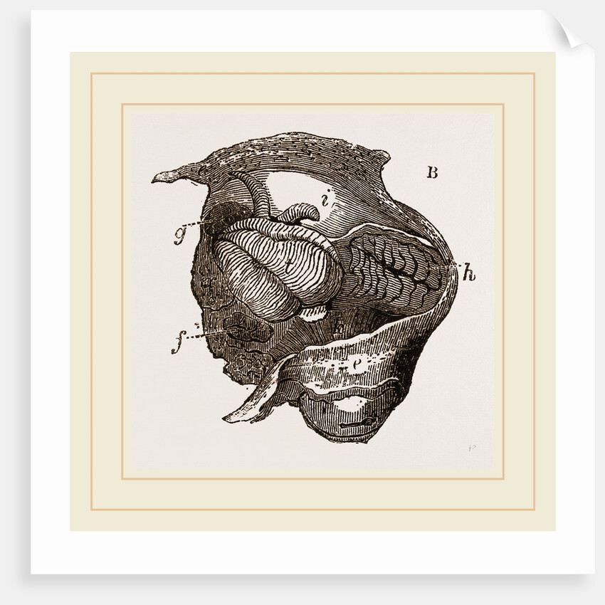 Clavagella by Anonymous