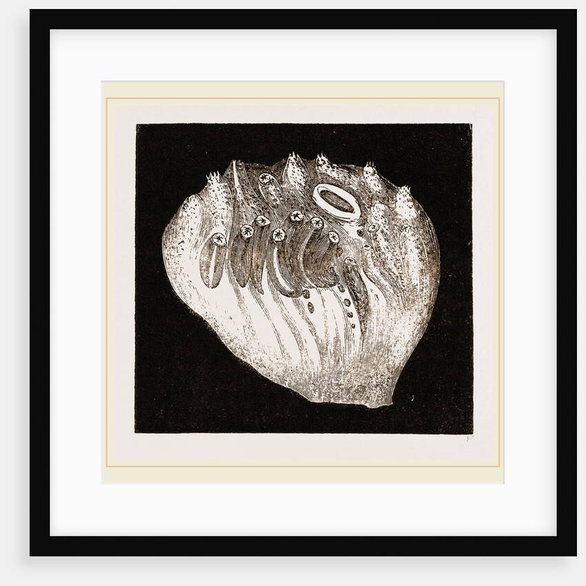 Portion of Amaroucium magnified by Anonymous