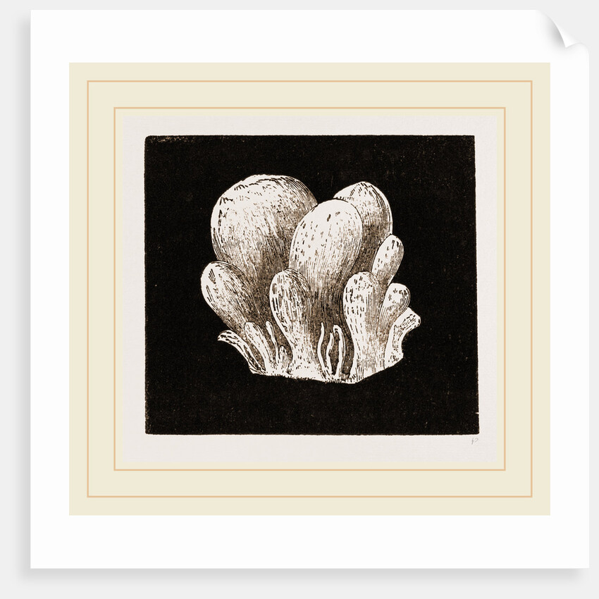 Amaroucium proliferum by Anonymous