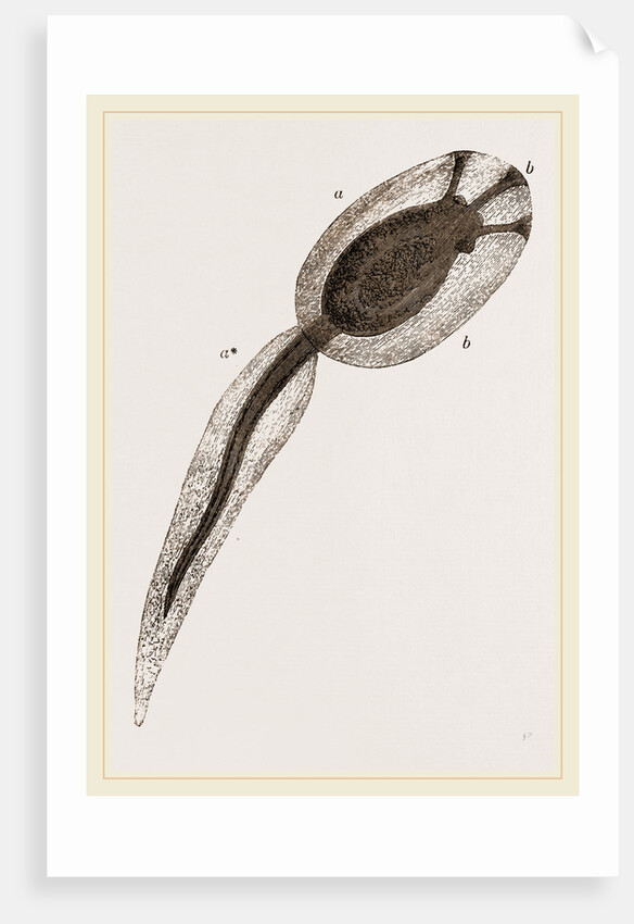 Tadpole of Amaroucium proliferum magnified by Anonymous