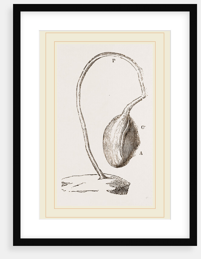 Boltenia reniformis by Anonymous
