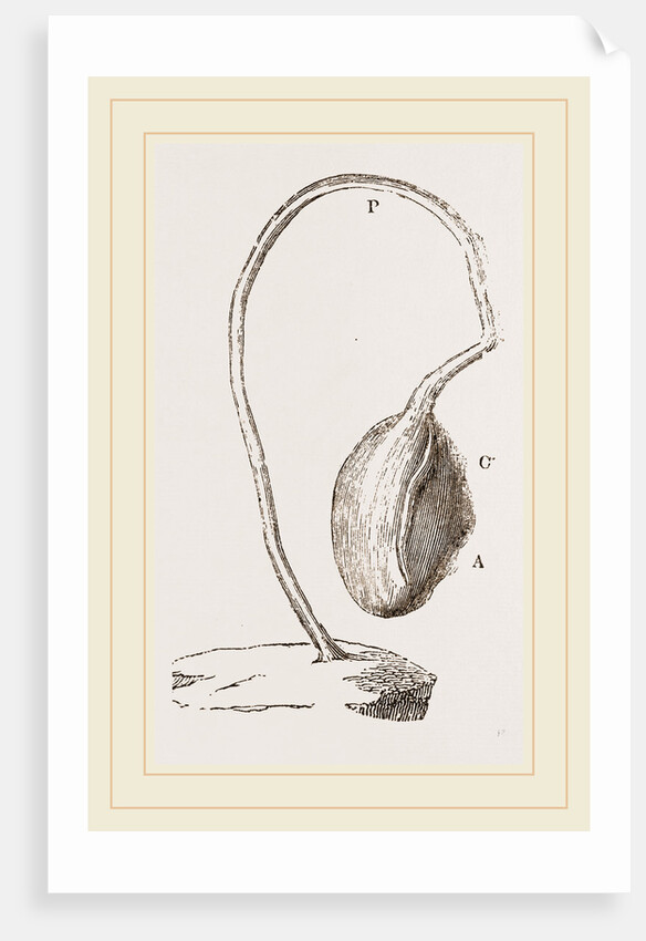 Boltenia reniformis by Anonymous