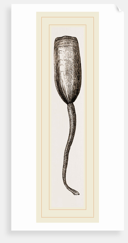 Lingula anatina by Anonymous