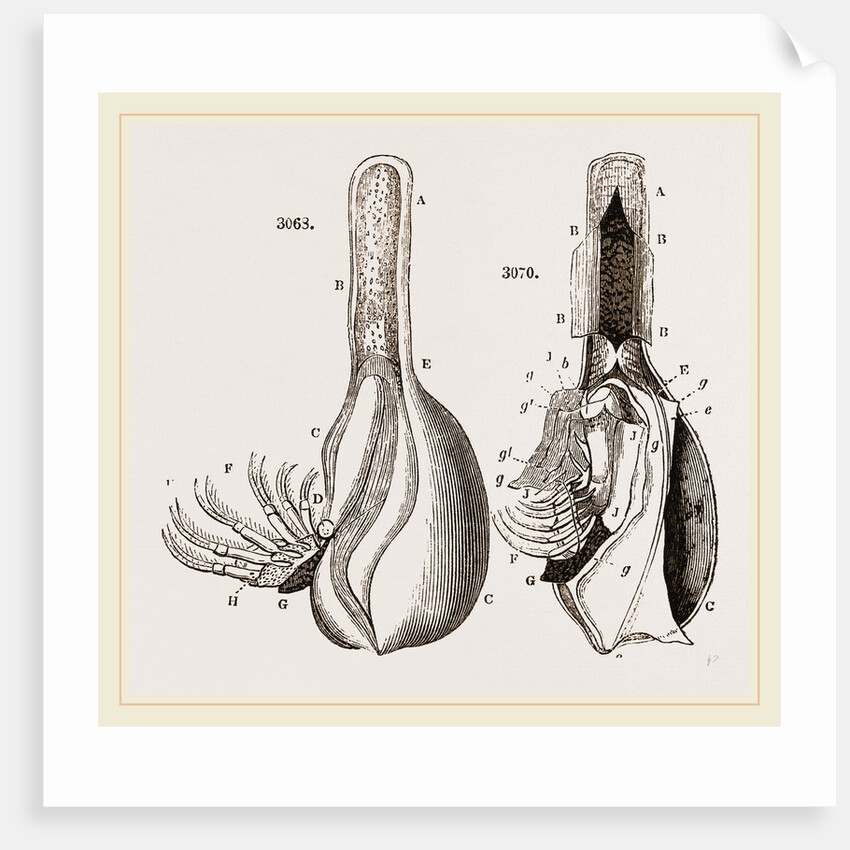 Anatomy of Bernicle by Anonymous