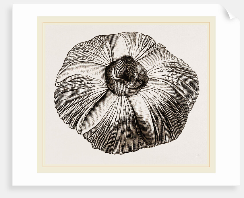 Coronula Balaenaris by Anonymous