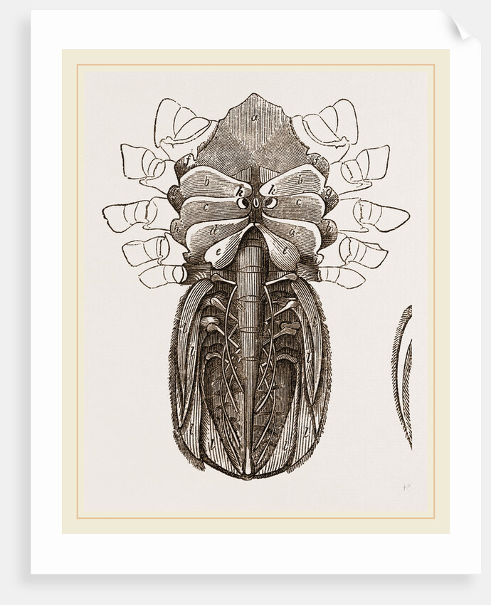 Under side of Female Crab by Anonymous