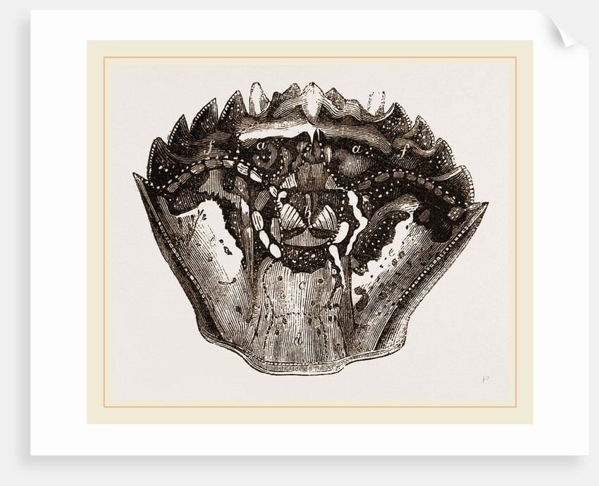 Carapace of Carcinus maenas by Anonymous