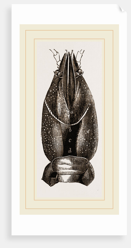 Carapace of Astacus fluviatilis by Anonymous