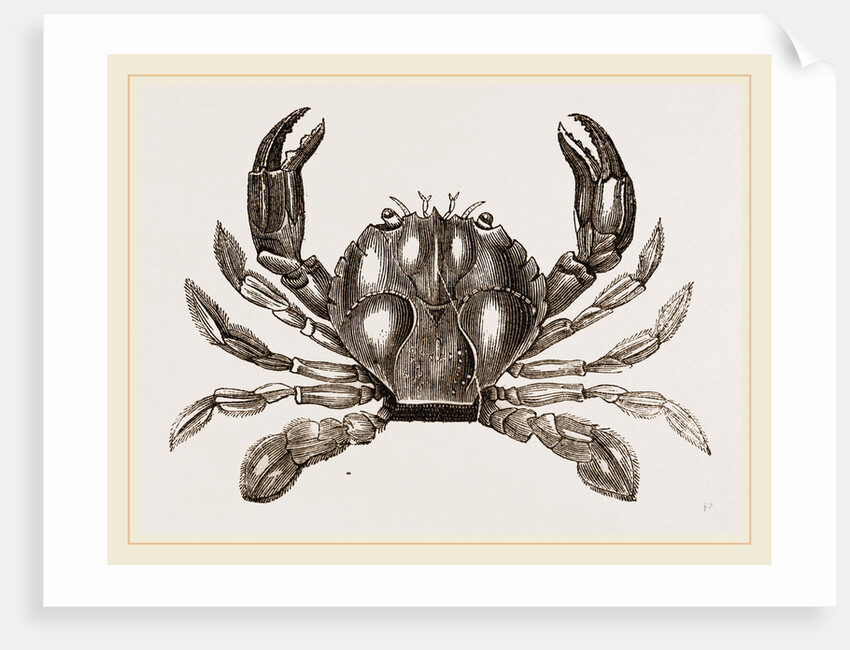 Polybius Henslowii by Anonymous