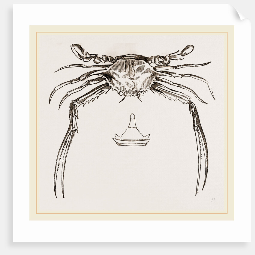 Lupea forceps by Anonymous