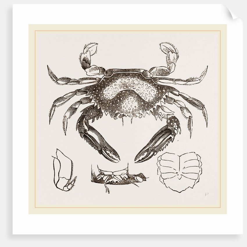 Lupea cribraria and details by Anonymous