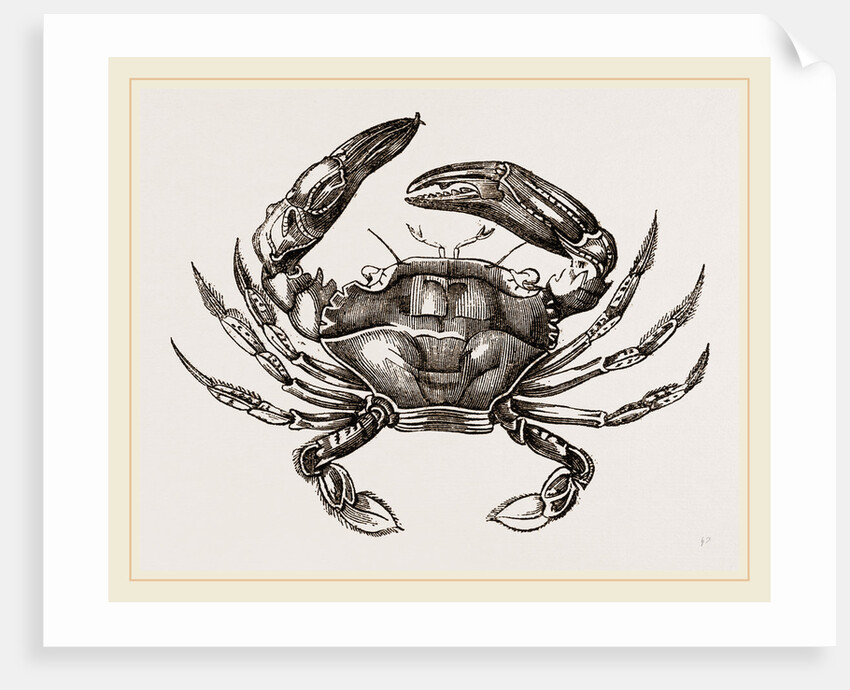 Thalamita Chaptallii by Anonymous