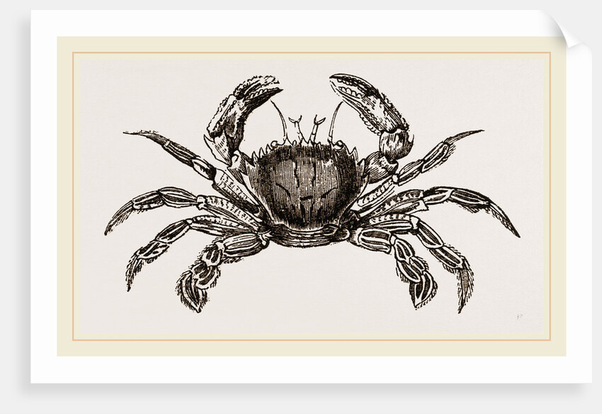 Portunus puber by Anonymous