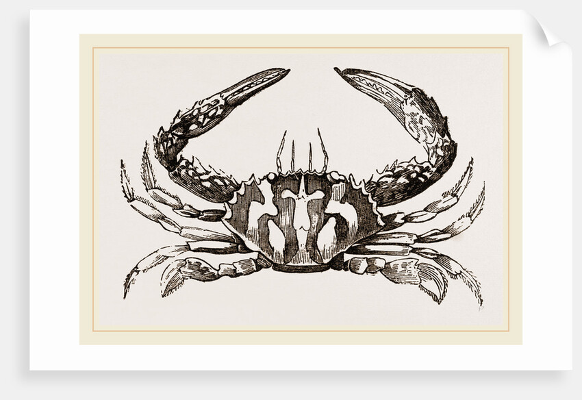 Thalamita crucifera by Anonymous