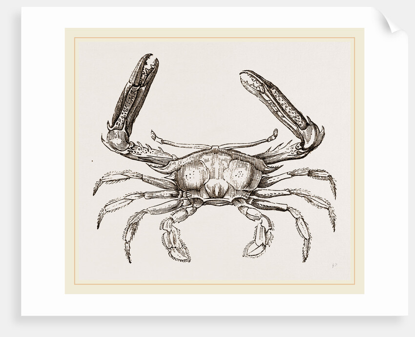 Podophthalmus vigil by Anonymous