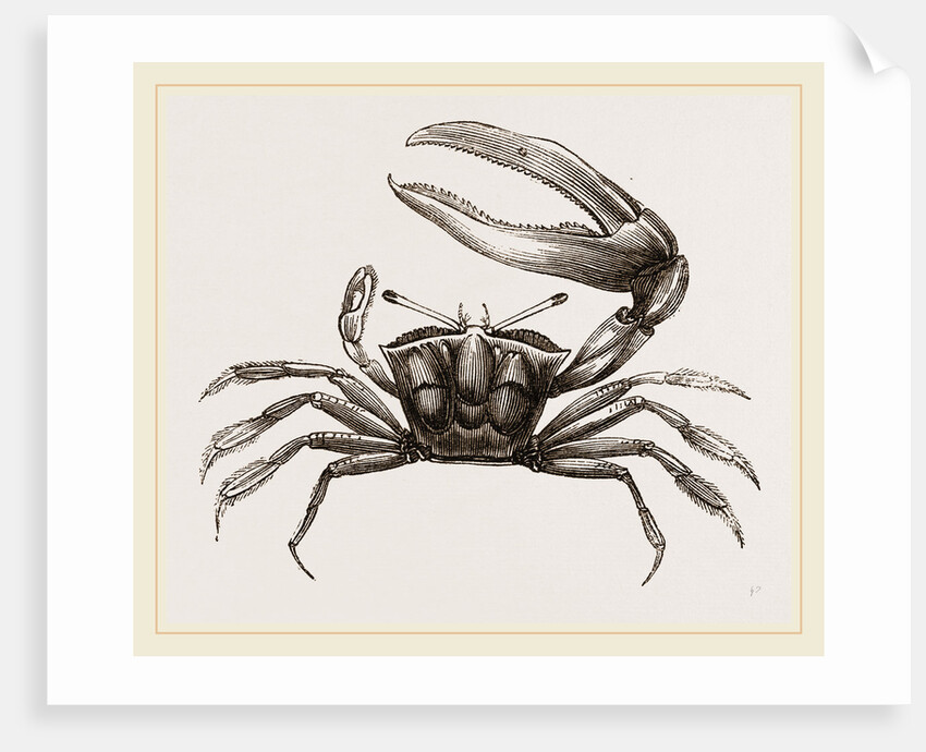 Gelasimus Marionis by Anonymous