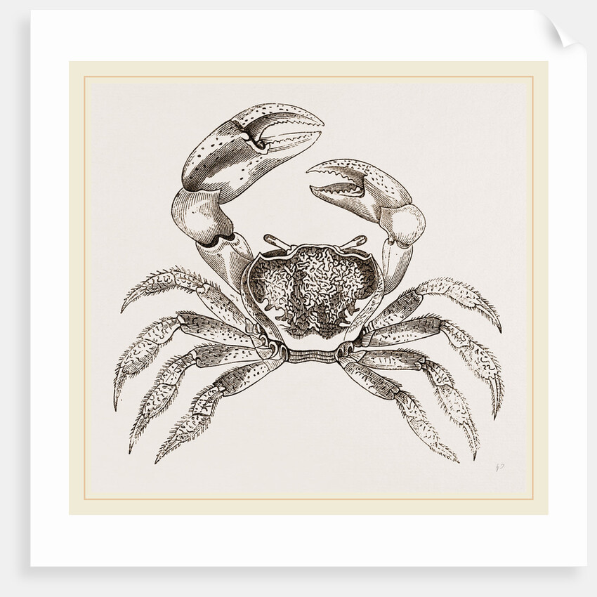 Cardisoma carnifex by Anonymous