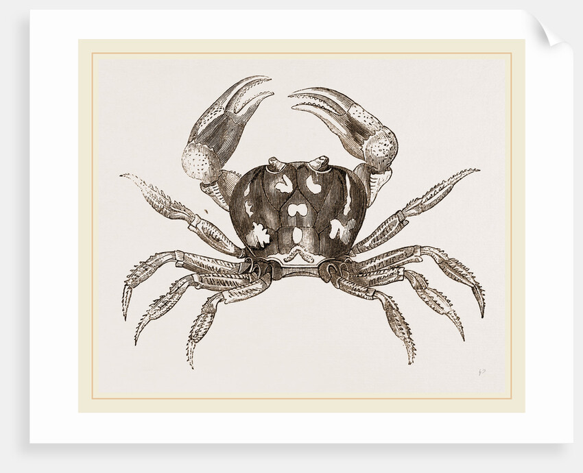 Gecarcinus ruricola by Anonymous