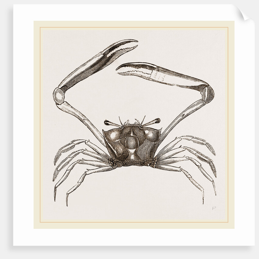 Gonoplax rhomboides by Anonymous