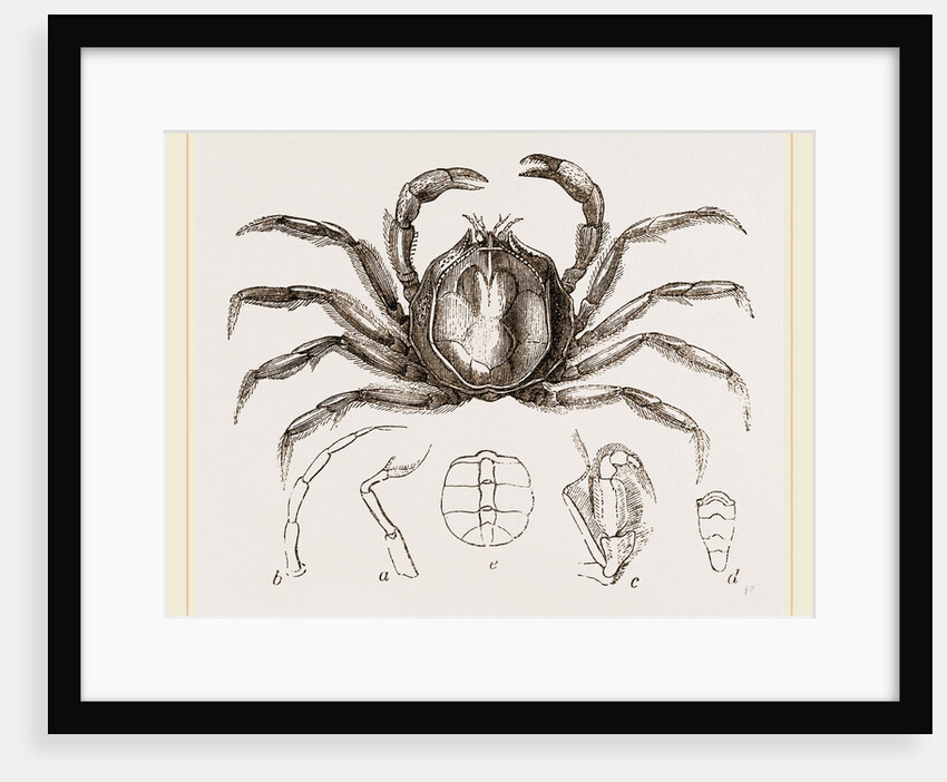 Hymenosoma orbiculare by Anonymous