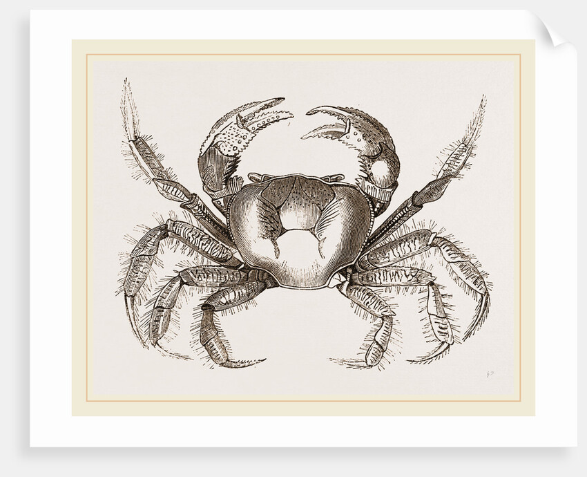 Uga Una by Anonymous