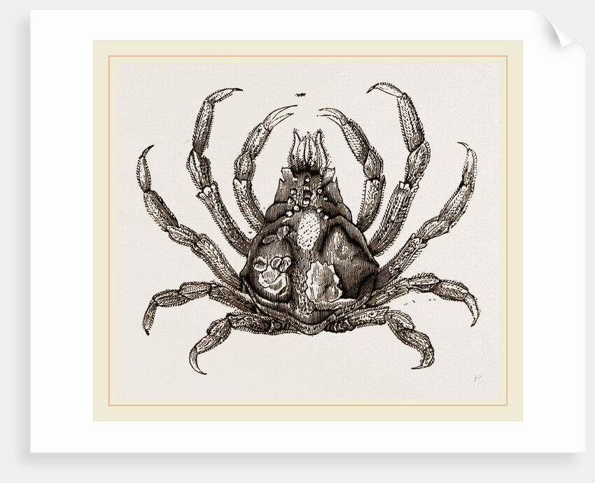 Naxia serpulifera by Anonymous